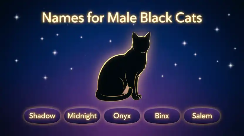 Names for Male Black Cats