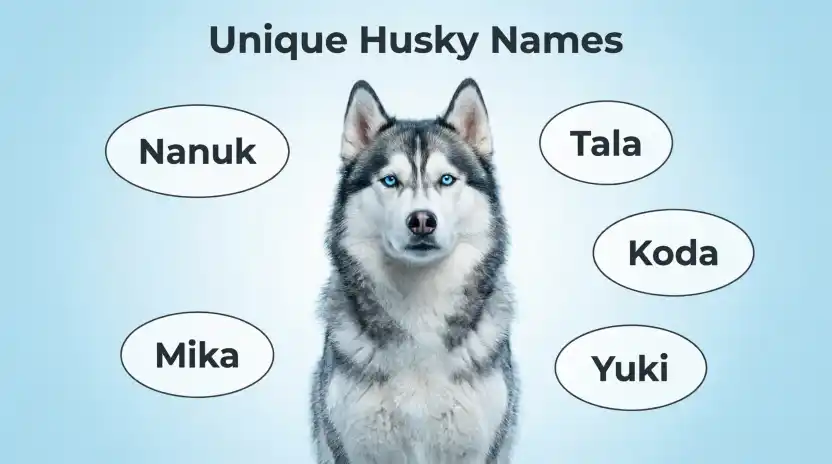 Unique Names for Huskies