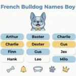 French Bulldog Names Boy